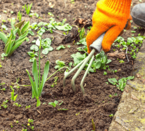 Spring Gardening Landscaping Tips Your Home Soil Image