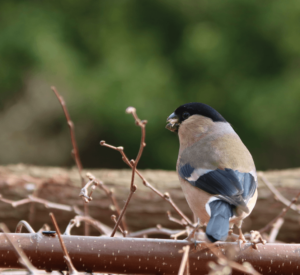 Fun Winter Activities Do With Kids Bird Image