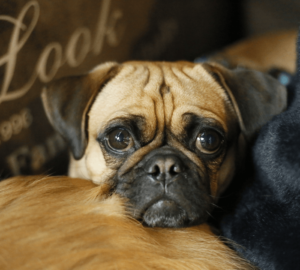 Condo Living Myths Debunked Dog Image