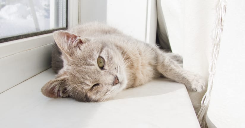 How to Choose the Best Pet for Your Family - Cat on Windowsill Image