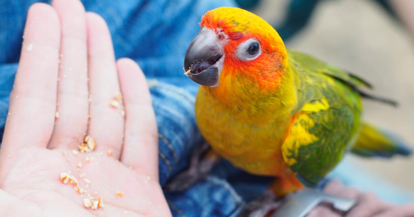 How to Choose the Best Pet for Your Family - Colourful Bird Image