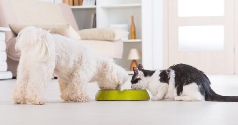 How to Choose the Best Pet for Your Family - Dog and Cat Eating Image