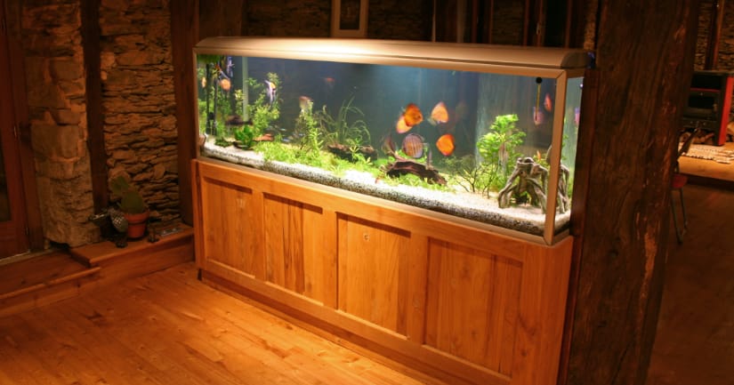 How to Choose the Best Pet for Your Family - Fish Tank Image