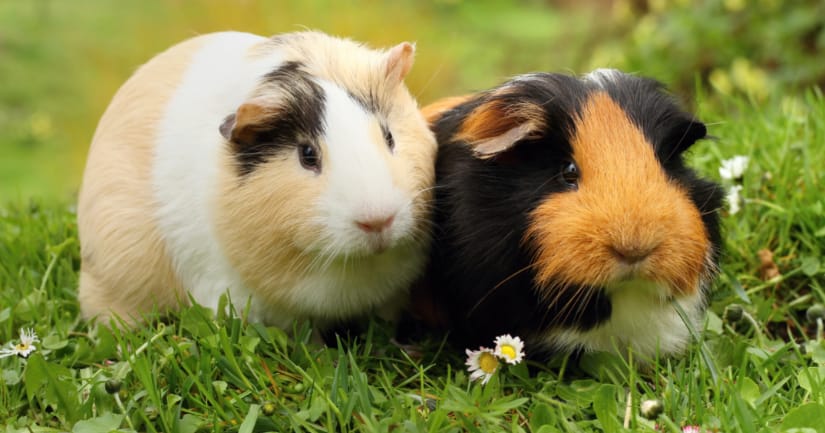 How to Choose the Best Pet for Your Family - Guinea Pigs Image