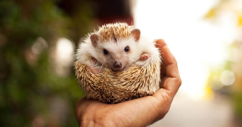 How to Choose the Best Pet for Your Family - Hedgehog Image