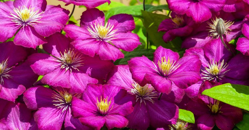 11 Ideas for a Beautiful Backyard - Clematis Image