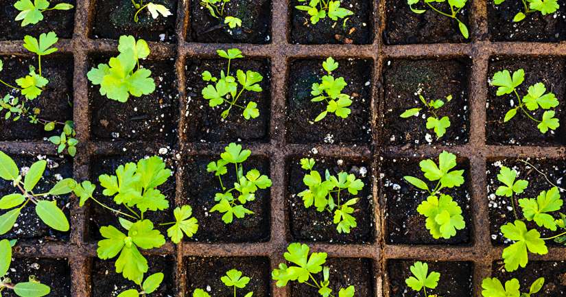 Starter Plants